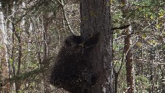 Porcupine; NCT; Trout Lake rd, MI